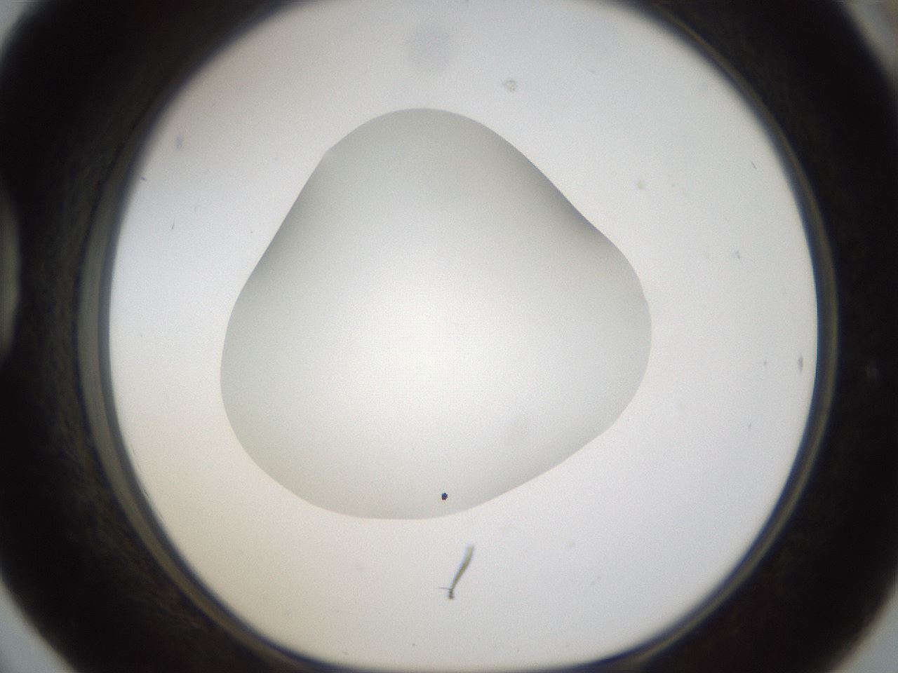 folderID287_plateID1287_batchID4273_wellNum42_profileID1_d1_r77217_ef.jpg
