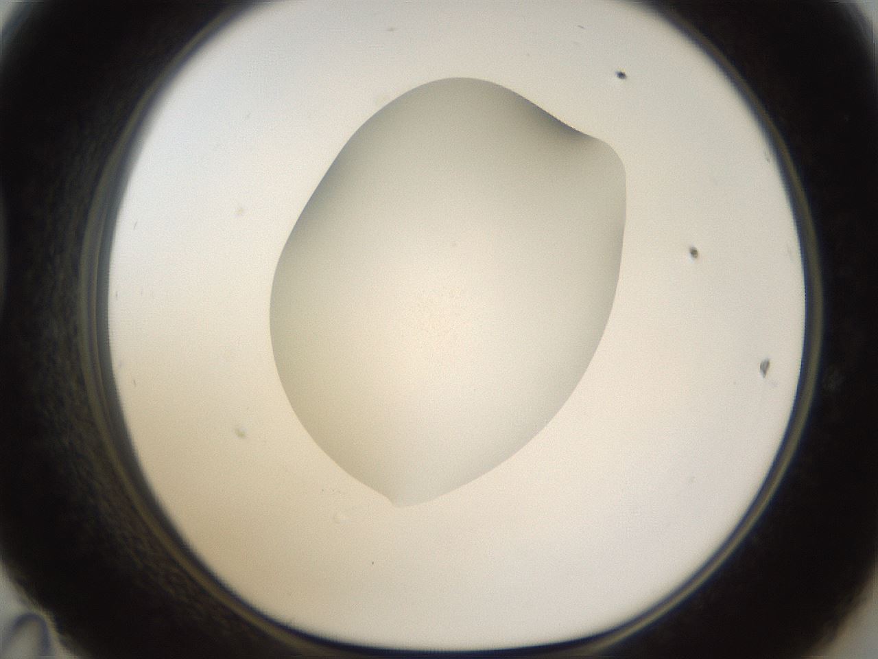folderID287_plateID1287_batchID4273_wellNum47_profileID1_d1_r77222_ef.jpg