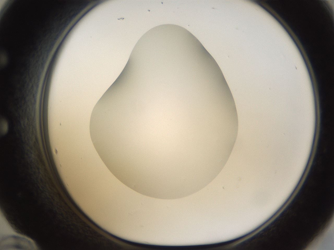 folderID287_plateID1287_batchID4273_wellNum60_profileID1_d1_r77235_ef.jpg