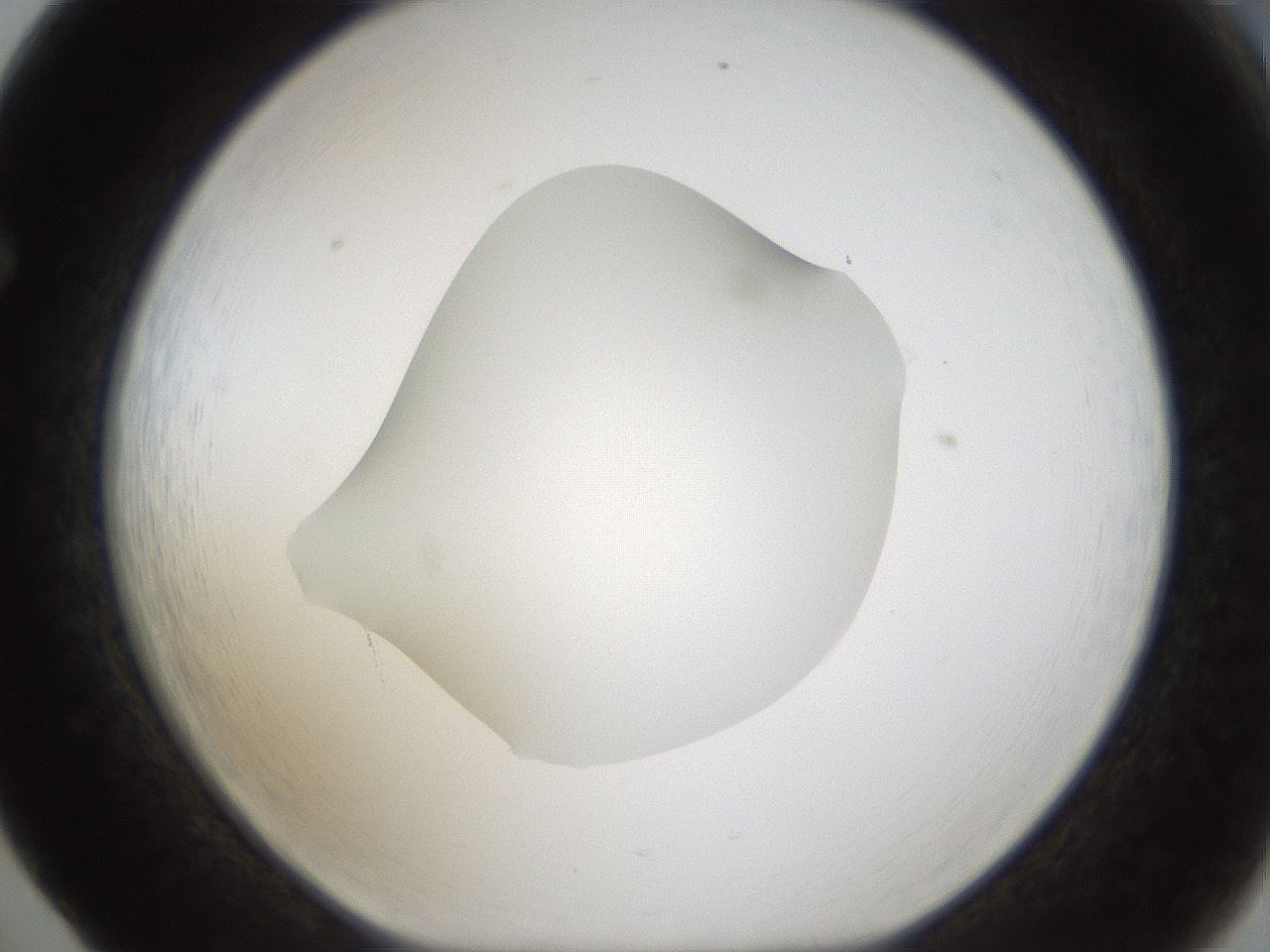 folderID287_plateID1287_batchID4273_wellNum65_profileID1_d1_r77240_ef.jpg
