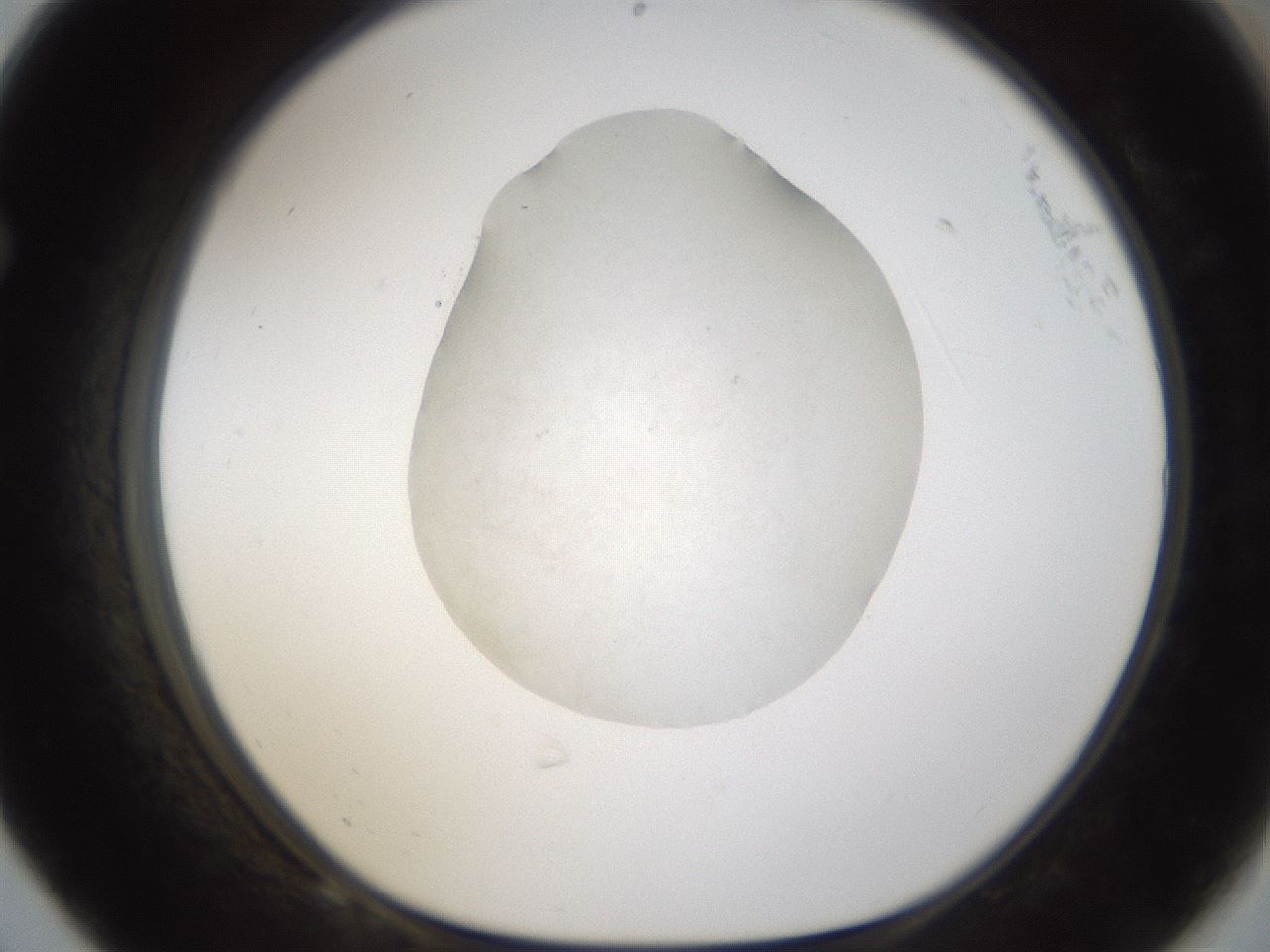 folderID287_plateID1287_batchID4273_wellNum68_profileID1_d1_r77243_ef.jpg