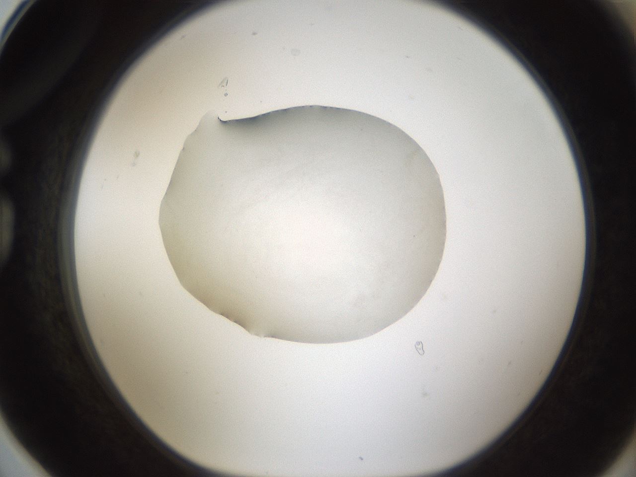 folderID287_plateID1287_batchID4273_wellNum78_profileID1_d1_r77253_ef.jpg
