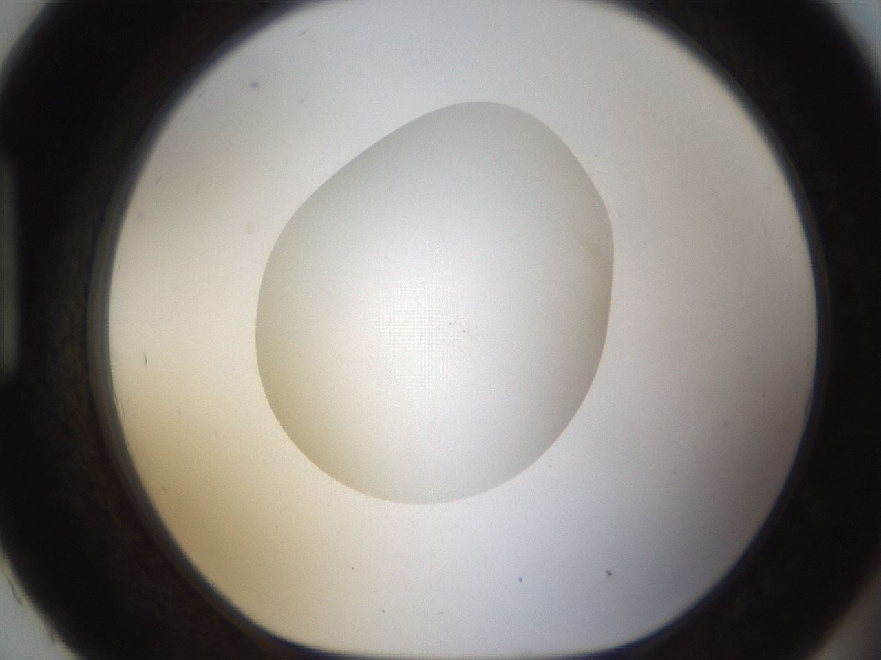 folderID287_plateID1287_batchID4273_wellNum93_profileID1_d1_r77268_ef.jpg