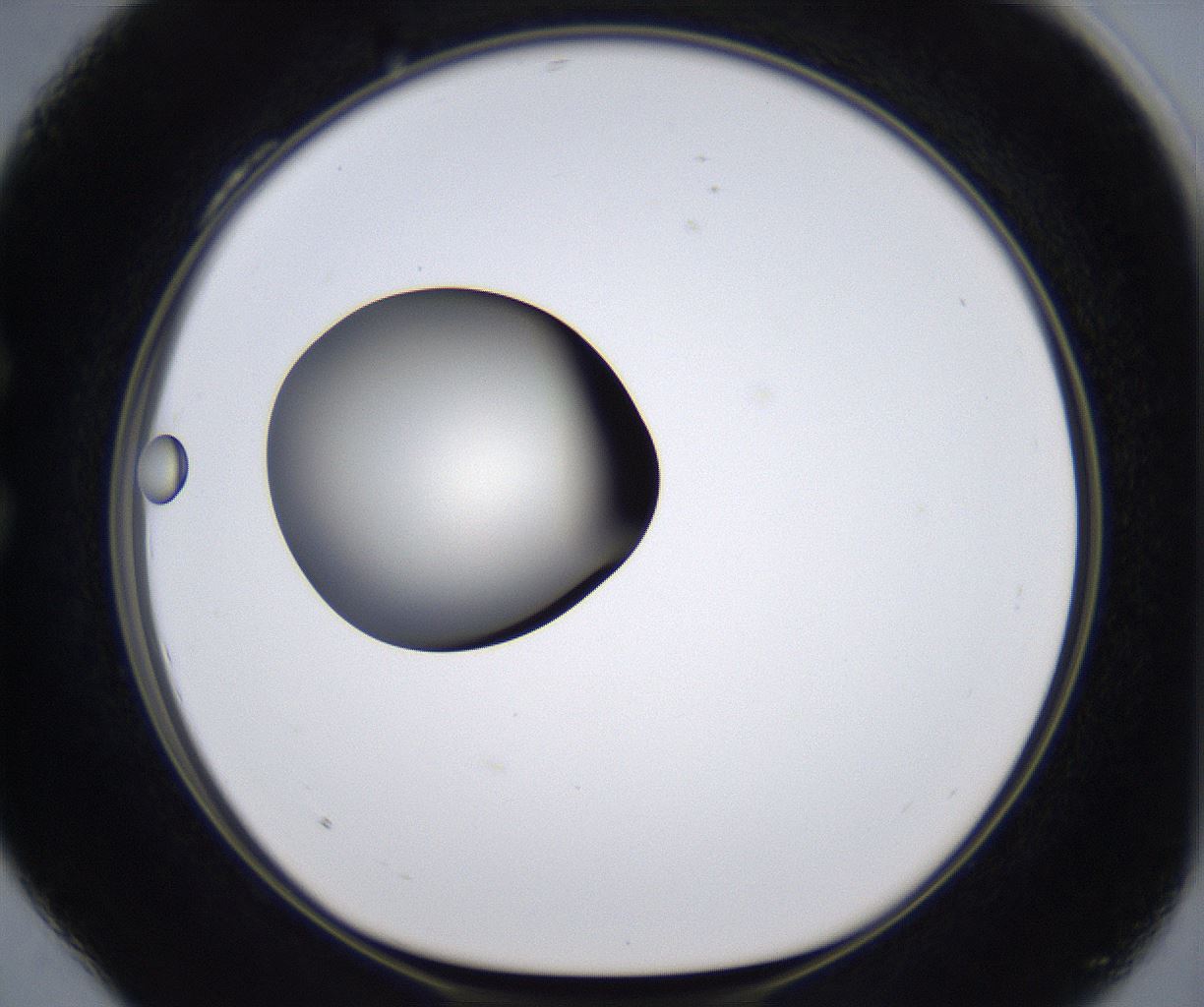 folderID287_plateID2287_batchID10814_wellNum28_profileID1_d1_r159817_ef.jpg