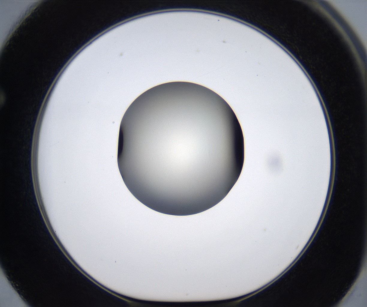 folderID287_plateID2287_batchID10814_wellNum62_profileID1_d1_r159851_ef.jpg