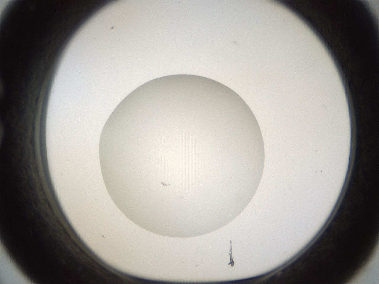 folderID288_plateID1288_batchID4277_wellNum33_profileID1_d1_r77496_ef.jpg