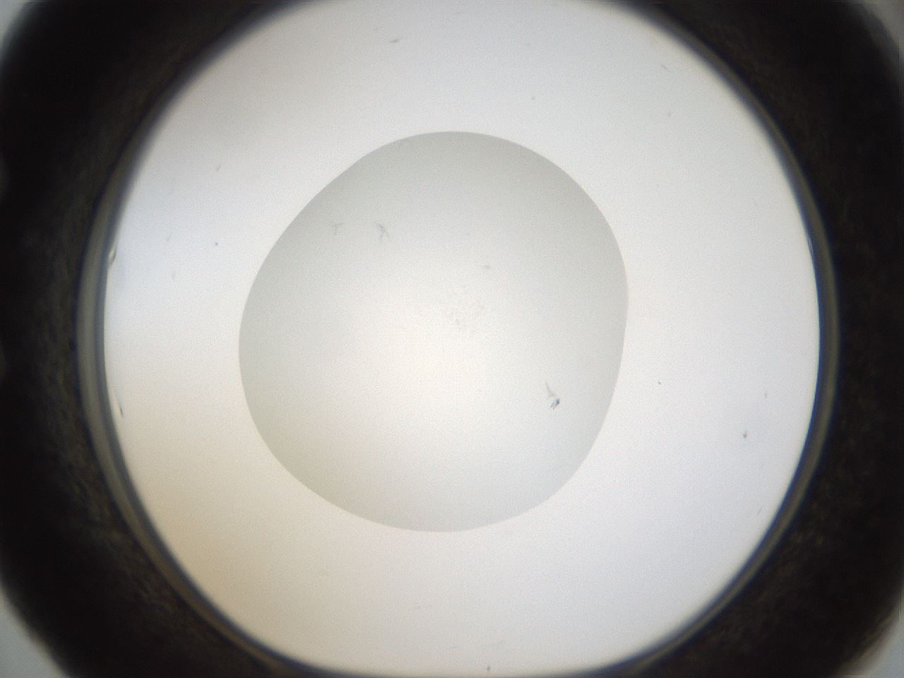 folderID288_plateID1288_batchID4277_wellNum53_profileID1_d1_r77516_ef.jpg