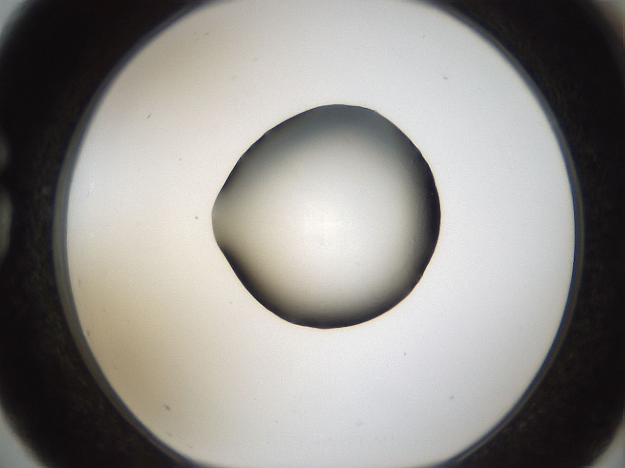 folderID288_plateID1288_batchID4277_wellNum75_profileID1_d1_r77538_ef.jpg