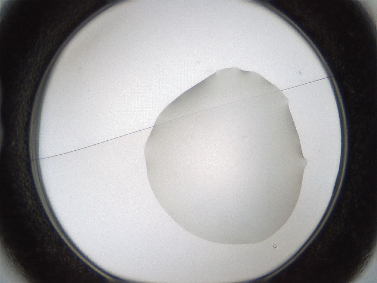 folderID288_plateID1288_batchID4277_wellNum13_profileID1_d1_r77476_ef.jpg