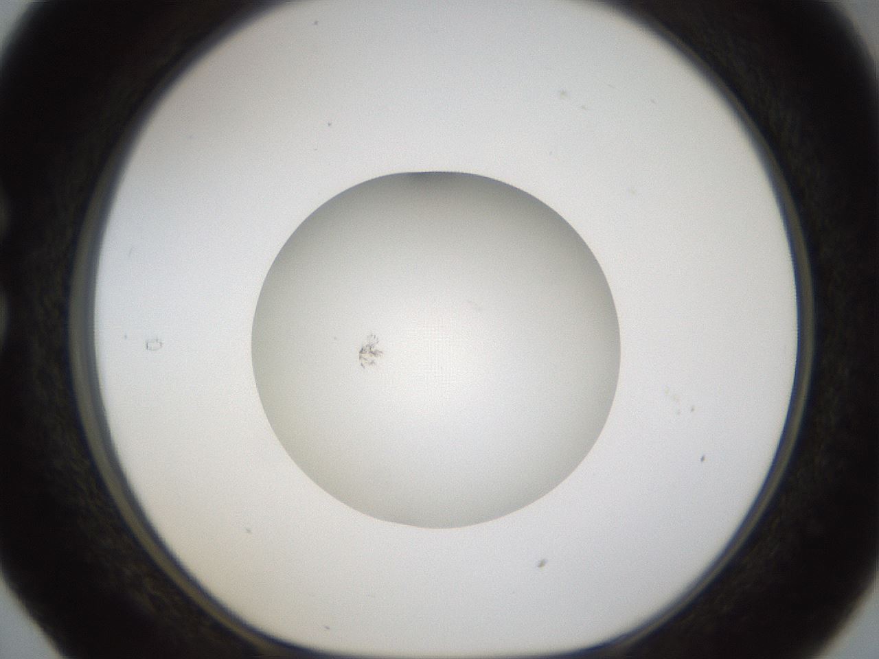 folderID288_plateID1288_batchID4277_wellNum29_profileID1_d1_r77492_ef.jpg
