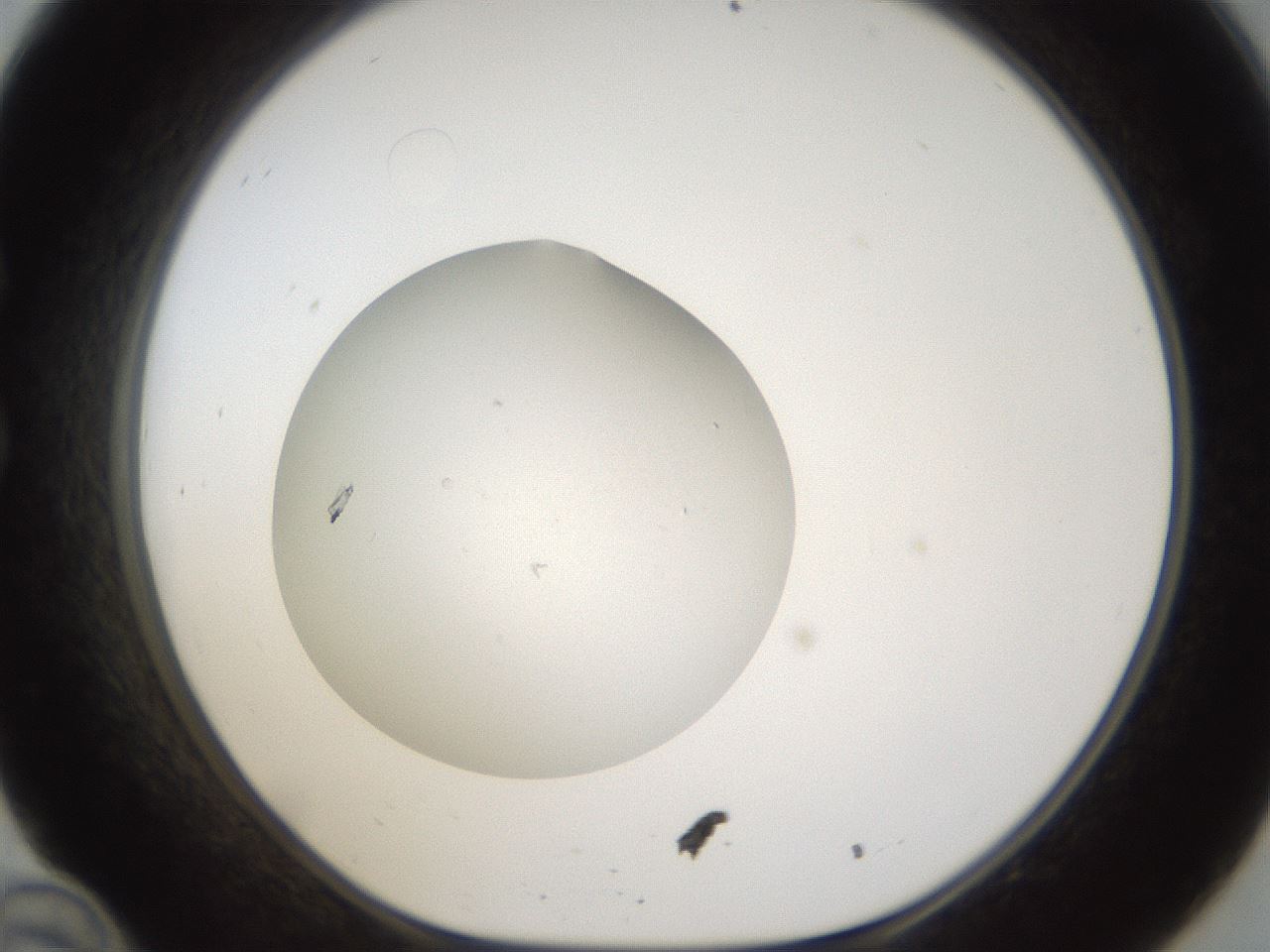 folderID288_plateID1288_batchID4277_wellNum34_profileID1_d1_r77497_ef.jpg