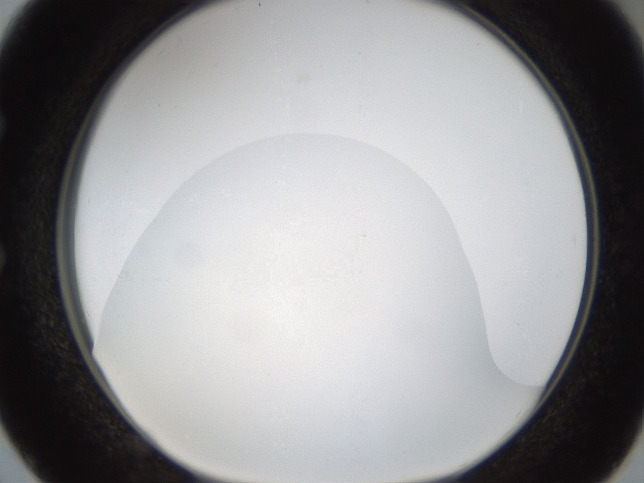 folderID288_plateID1288_batchID4277_wellNum50_profileID1_d1_r77513_ef.jpg