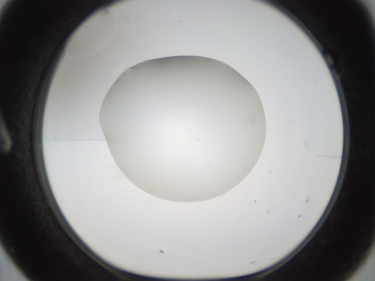 folderID288_plateID1288_batchID4277_wellNum7_profileID1_d1_r77470_ef.jpg