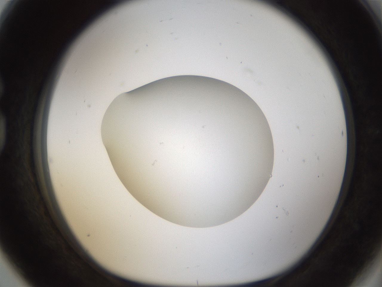 folderID288_plateID1288_batchID4277_wellNum80_profileID1_d1_r77543_ef.jpg