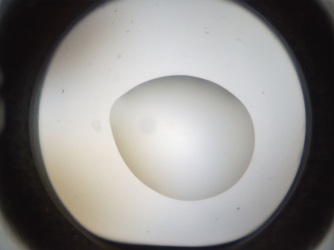 folderID288_plateID1288_batchID4277_wellNum81_profileID1_d1_r77544_ef.jpg