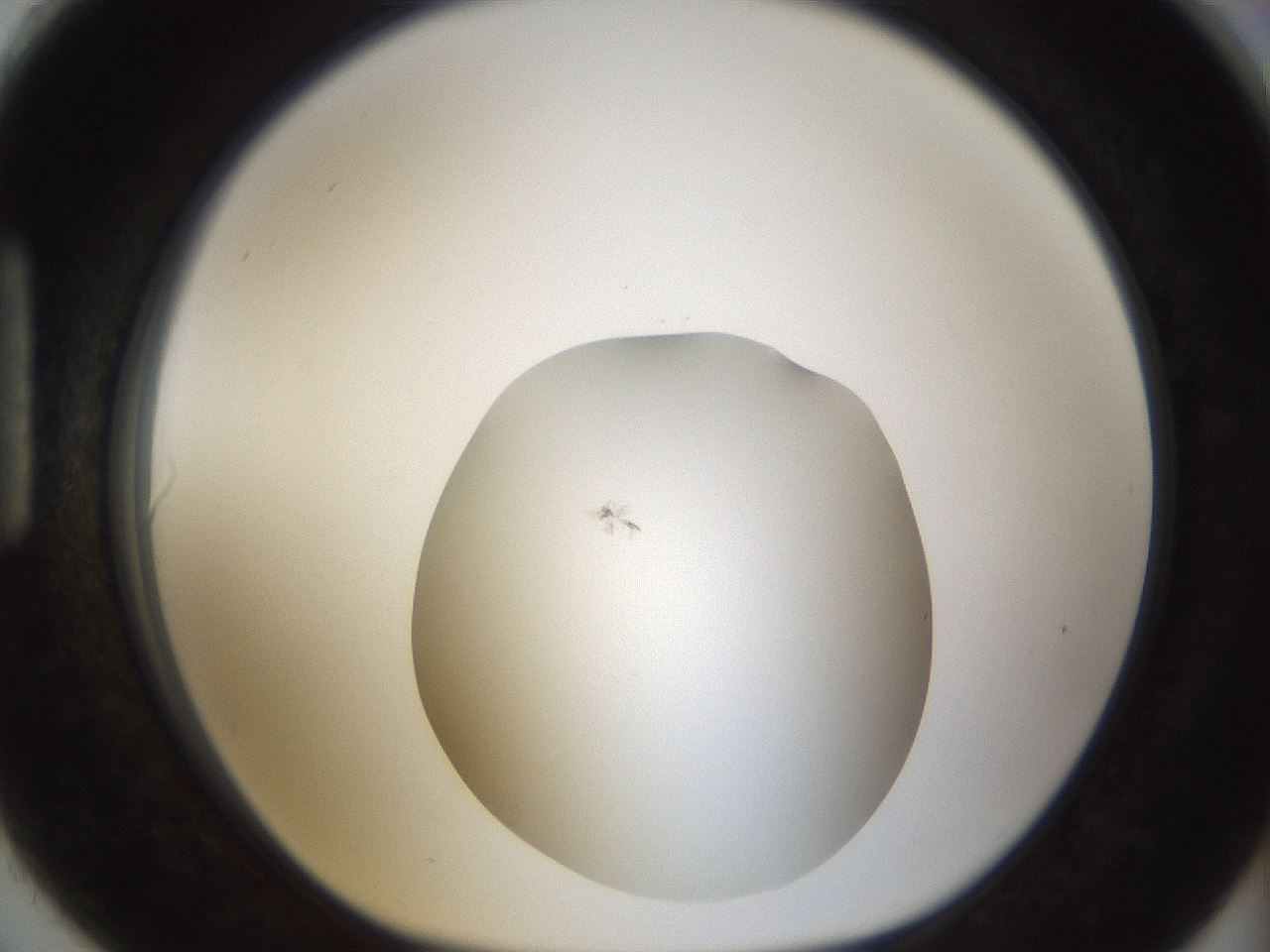 folderID288_plateID1288_batchID4277_wellNum90_profileID1_d1_r77553_ef.jpg