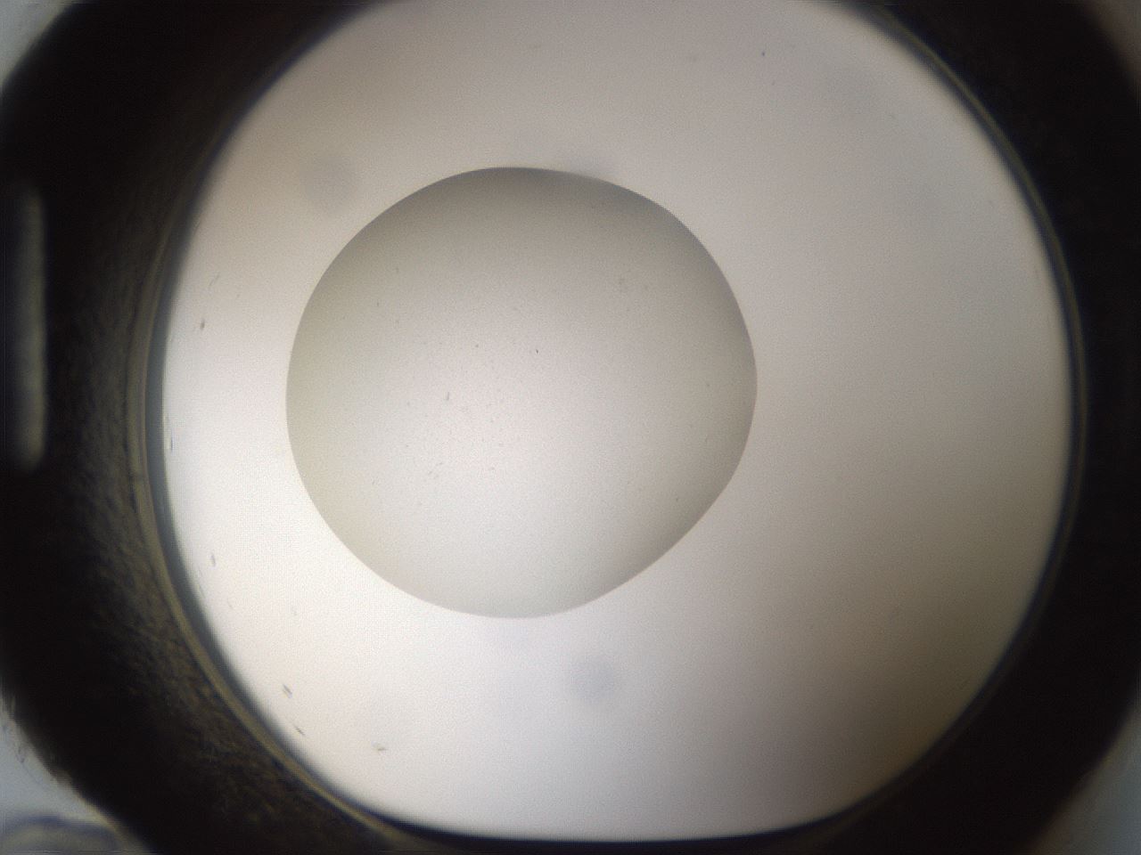 folderID288_plateID1288_batchID4277_wellNum96_profileID1_d1_r77559_ef.jpg