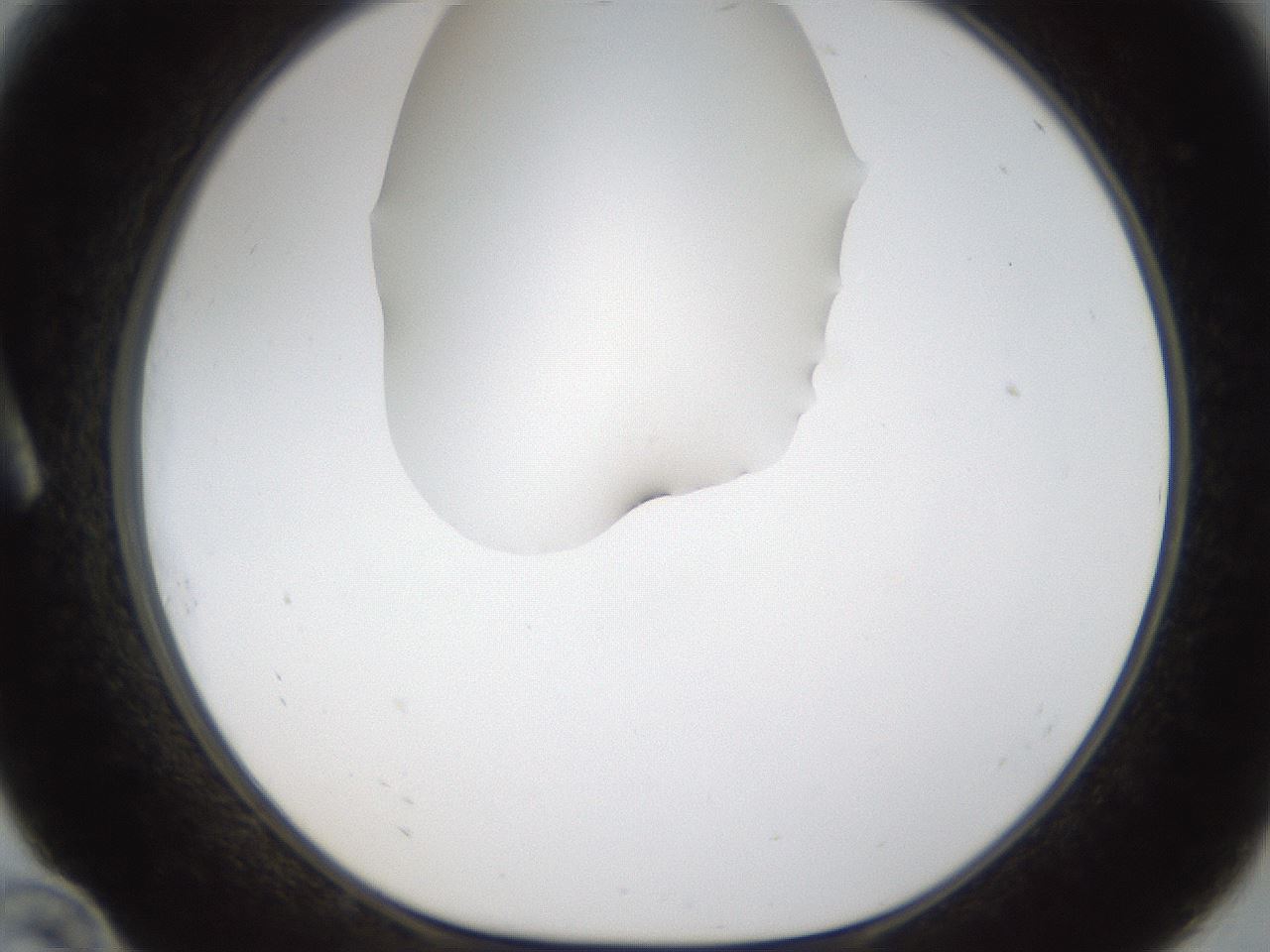 folderID289_plateID1289_batchID4274_wellNum10_profileID1_d1_r77281_ef.jpg