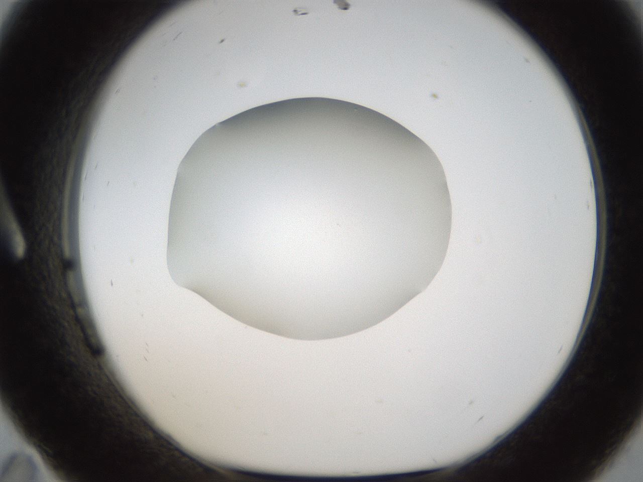folderID289_plateID1289_batchID4274_wellNum11_profileID1_d1_r77282_ef.jpg