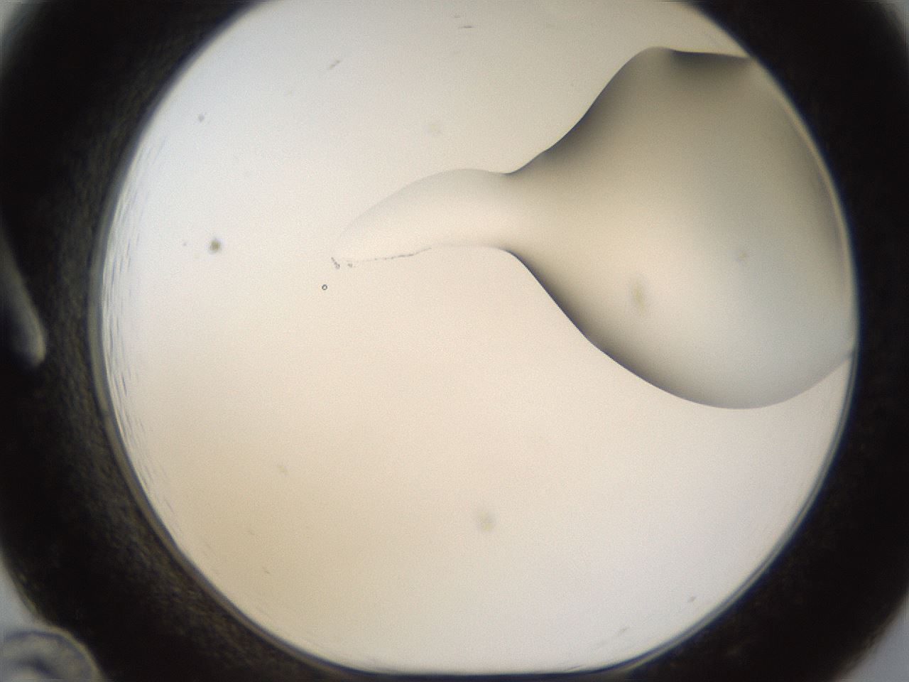 folderID289_plateID1289_batchID4274_wellNum12_profileID1_d1_r77283_ef.jpg