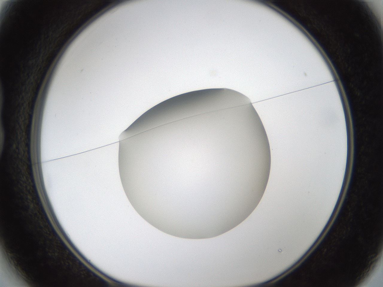 folderID289_plateID1289_batchID4274_wellNum13_profileID1_d1_r77284_ef.jpg
