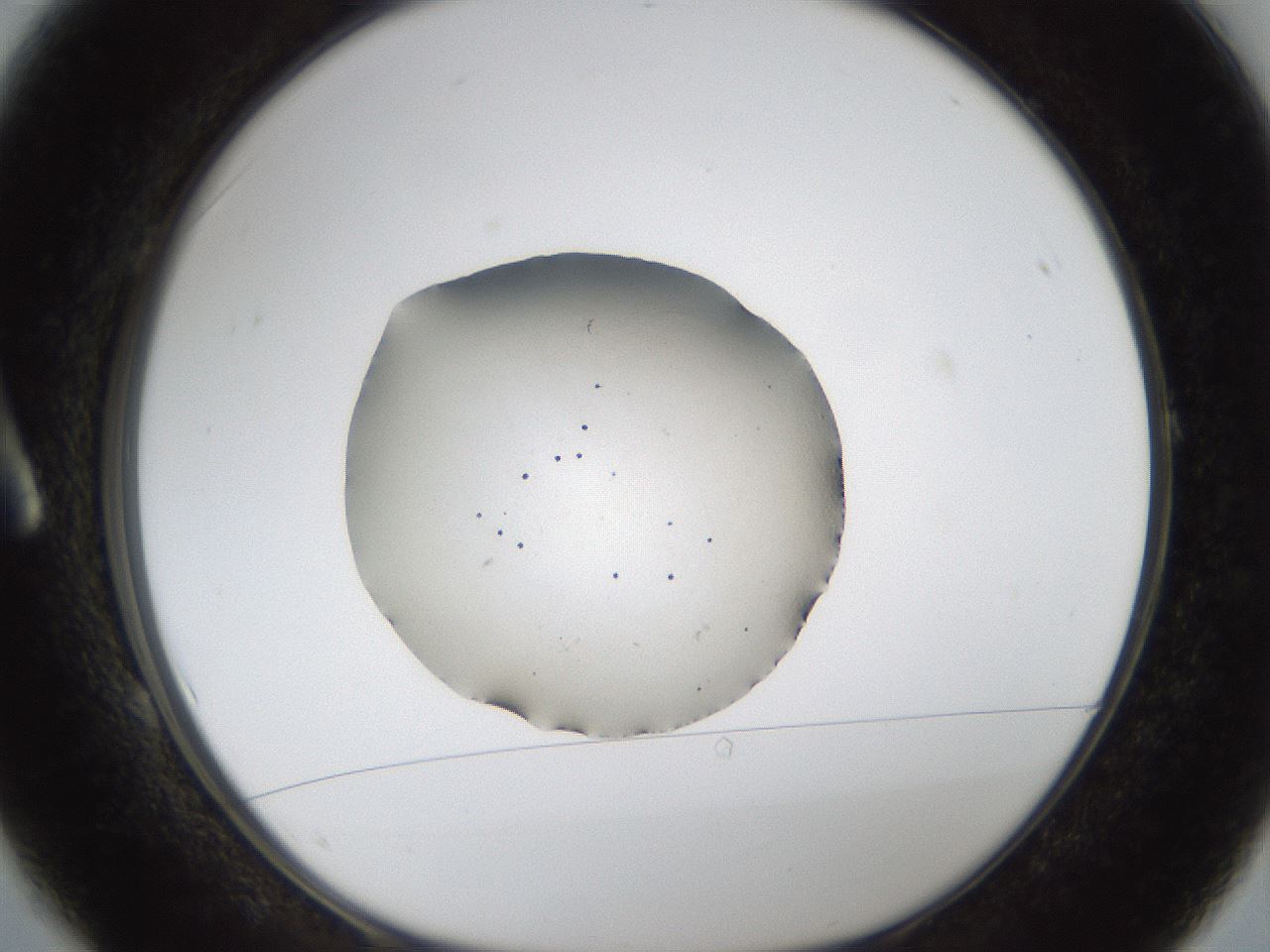 folderID289_plateID1289_batchID4274_wellNum1_profileID1_d1_r77272_ef.jpg