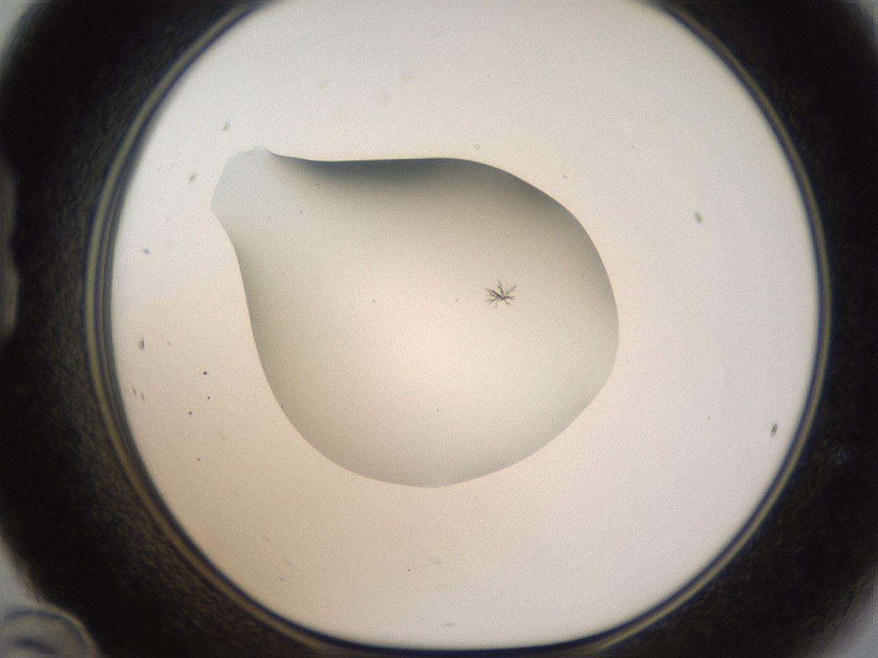 folderID289_plateID1289_batchID4274_wellNum24_profileID1_d1_r77295_ef.jpg