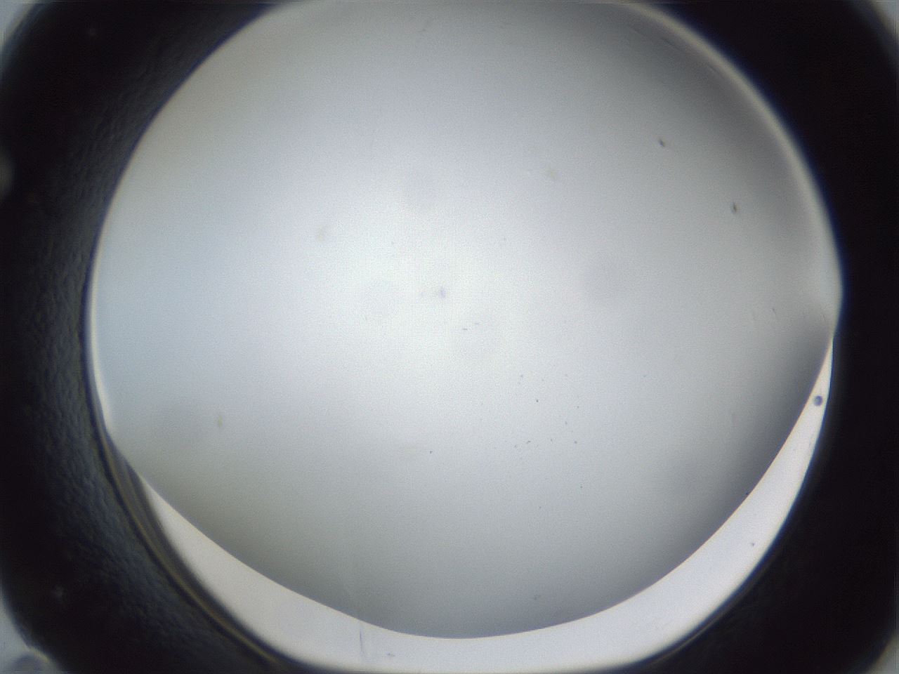 folderID28_plateID1028_batchID1993_wellNum71_profileID1_d1_r44080_ef.jpg