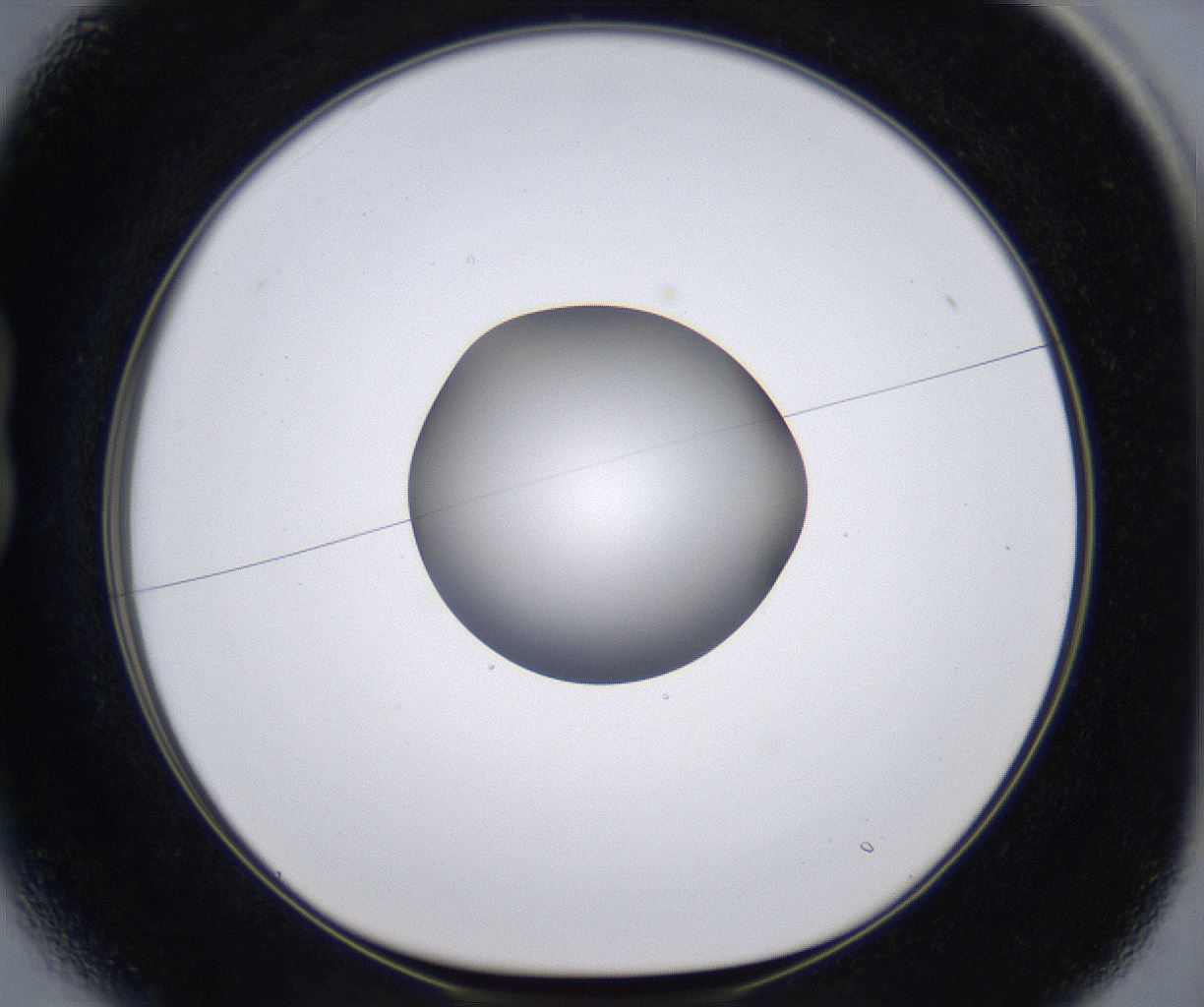 folderID295_plateID2295_batchID10832_wellNum13_profileID1_d1_r160378_ef.jpg