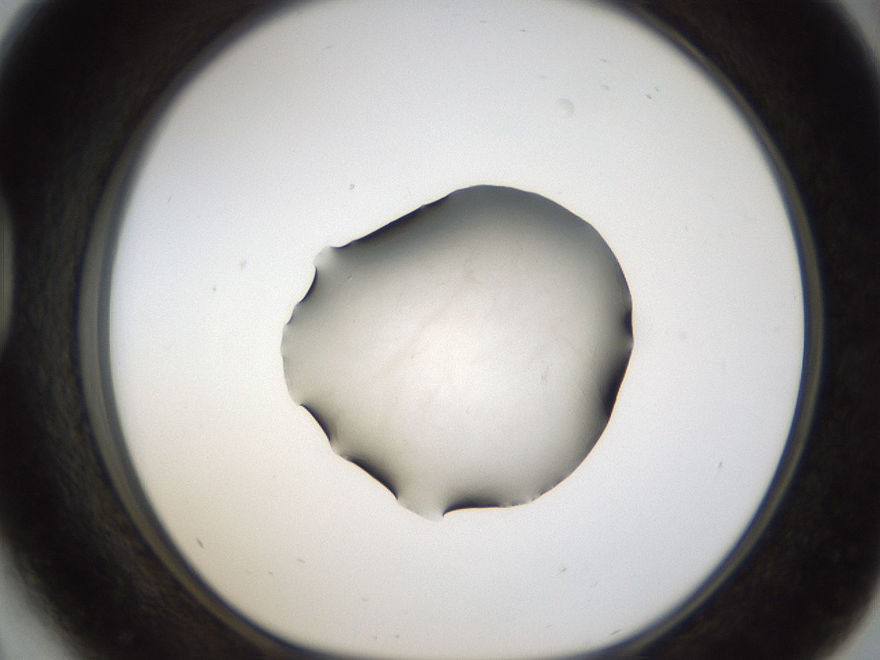 folderID289_plateID1289_batchID4274_wellNum41_profileID1_d1_r77312_ef.jpg