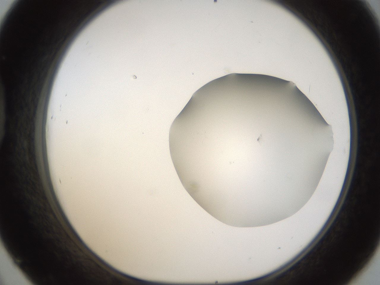 folderID289_plateID1289_batchID4274_wellNum45_profileID1_d1_r77316_ef.jpg