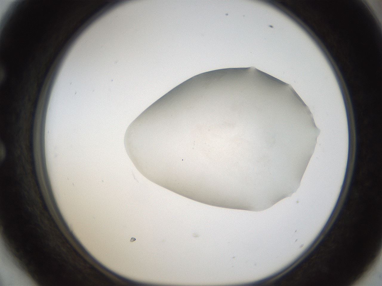 folderID289_plateID1289_batchID4274_wellNum54_profileID1_d1_r77325_ef.jpg