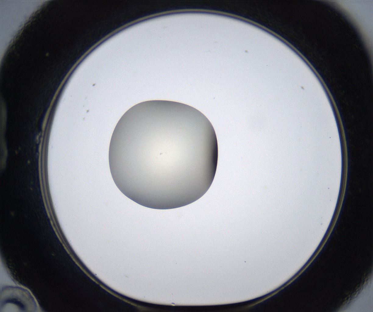 folderID289_plateID2289_batchID10816_wellNum22_profileID1_d1_r159907_ef.jpg