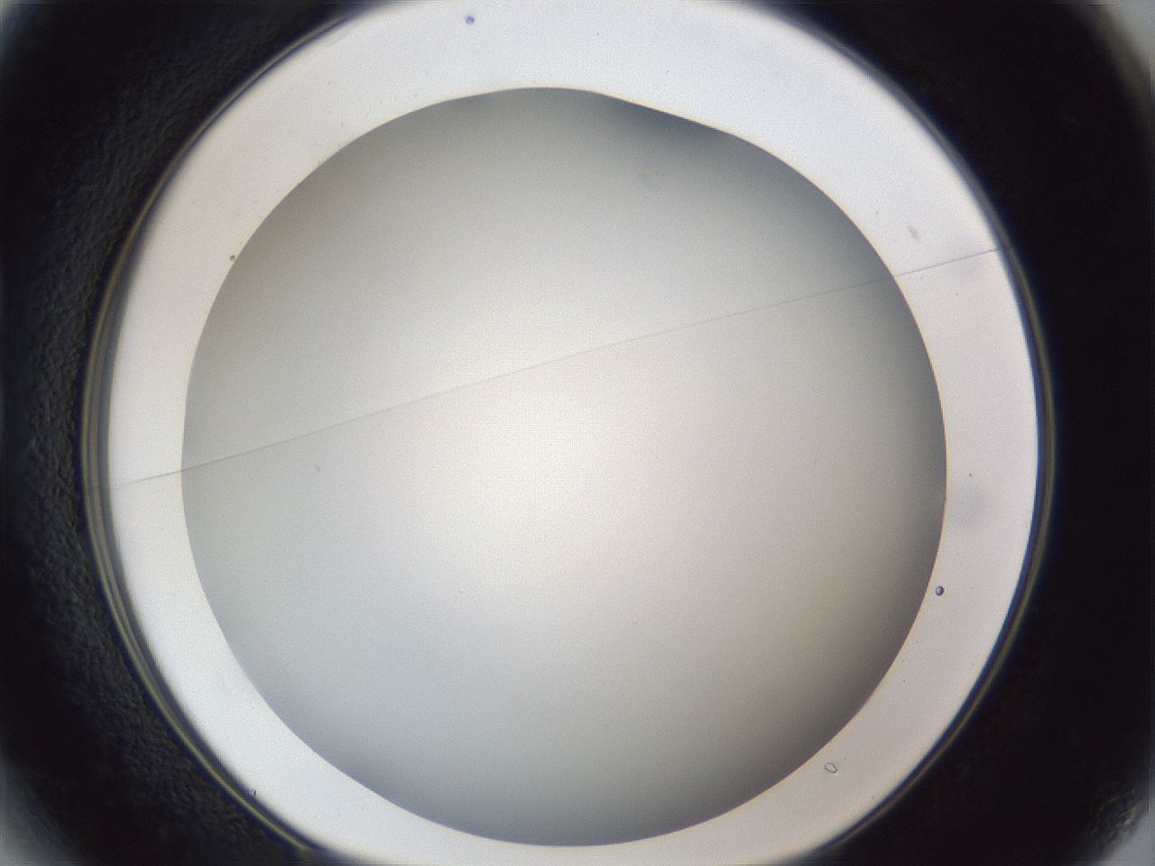 folderID28_plateID1028_batchID1980_wellNum13_profileID1_d1_r43964_ef.jpg