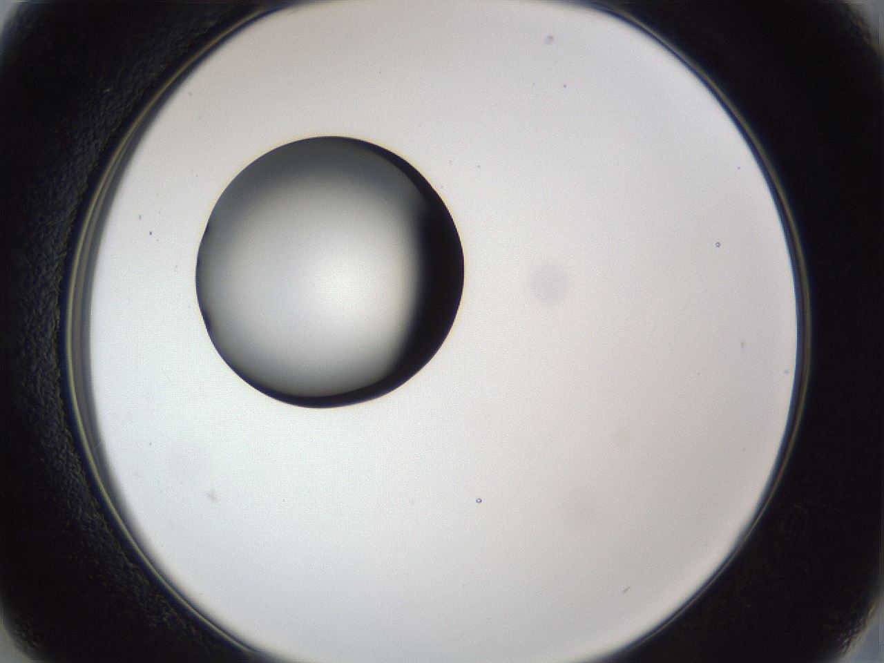 folderID28_plateID1028_batchID1980_wellNum13_profileID1_d2_r43965_ef.jpg