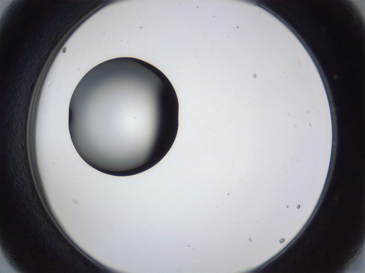 folderID28_plateID1028_batchID1980_wellNum15_profileID1_d2_r43969_ef.jpg