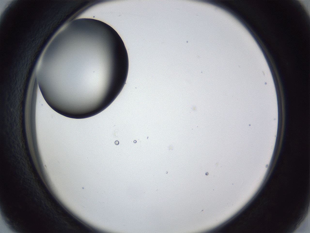 folderID28_plateID1028_batchID1980_wellNum16_profileID1_d2_r43971_ef.jpg