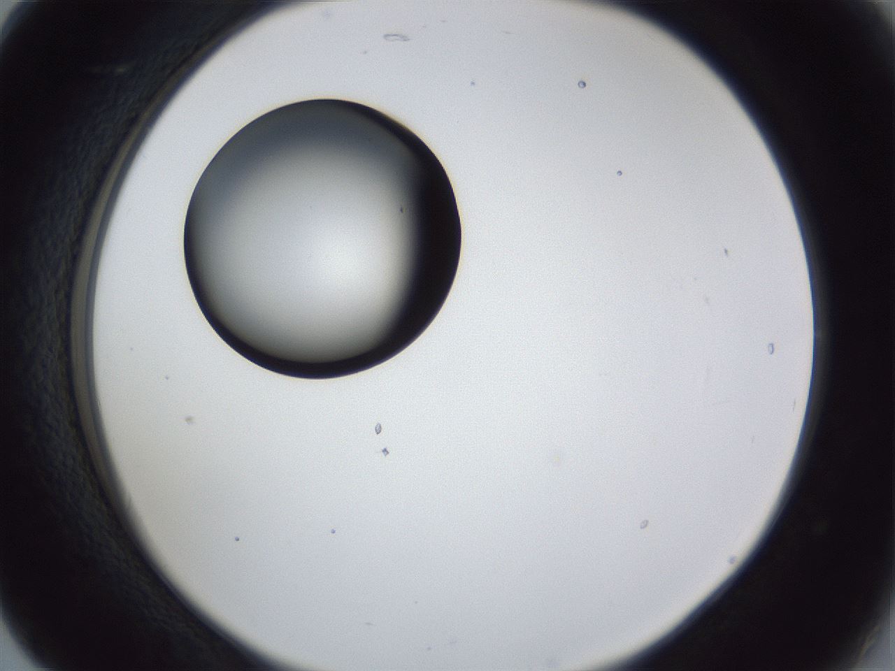 folderID28_plateID1028_batchID1980_wellNum17_profileID1_d2_r43973_ef.jpg