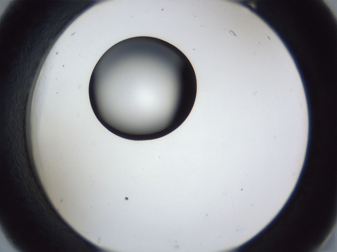 folderID28_plateID1028_batchID1980_wellNum18_profileID1_d2_r43975_ef.jpg