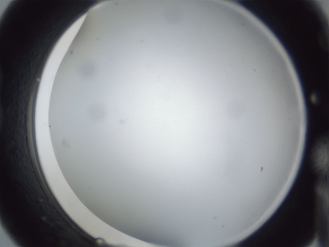 folderID28_plateID1028_batchID1980_wellNum21_profileID1_d1_r43980_ef.jpg