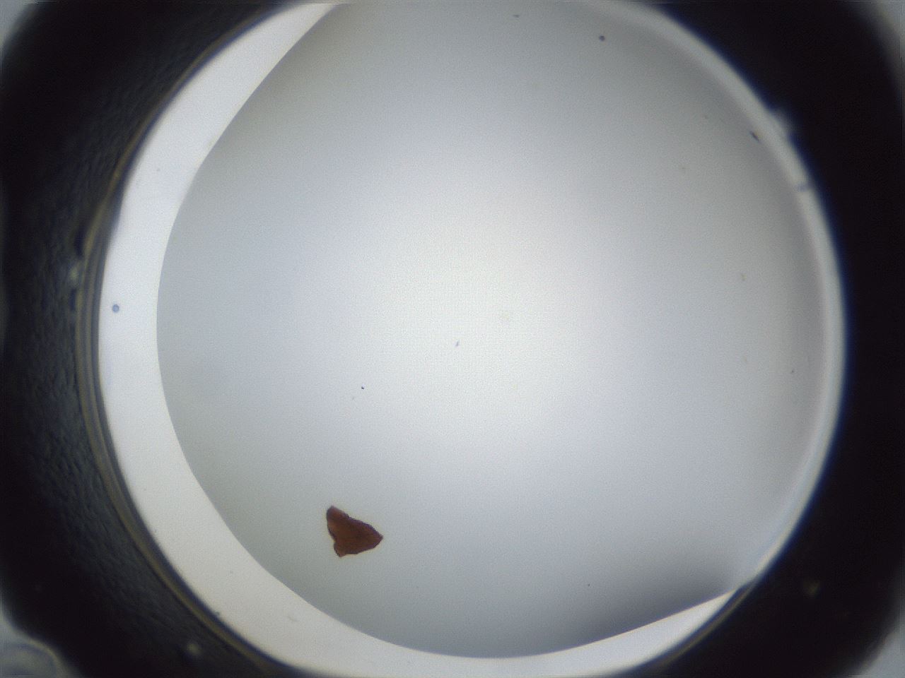 folderID28_plateID1028_batchID1980_wellNum22_profileID1_d1_r43982_ef.jpg