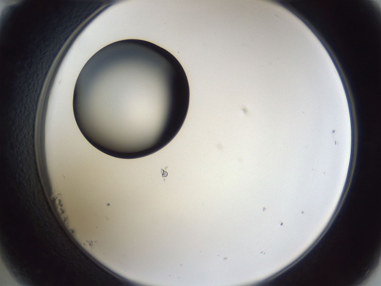 folderID28_plateID1028_batchID1980_wellNum23_profileID1_d2_r43985_ef.jpg
