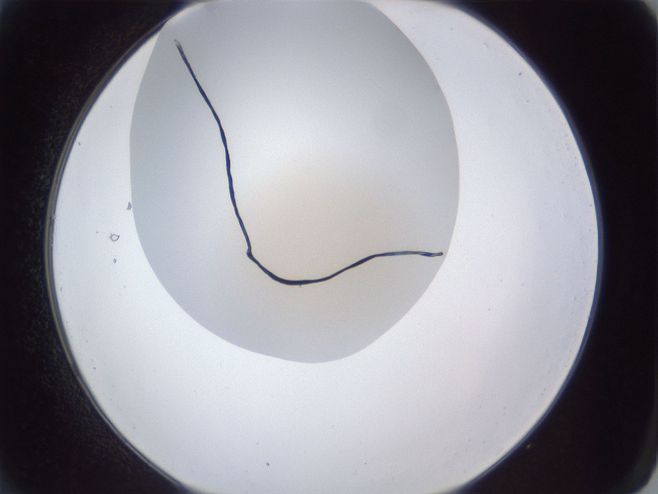 folderID28_plateID1028_batchID1980_wellNum2_profileID1_d2_r43943_ef.jpg