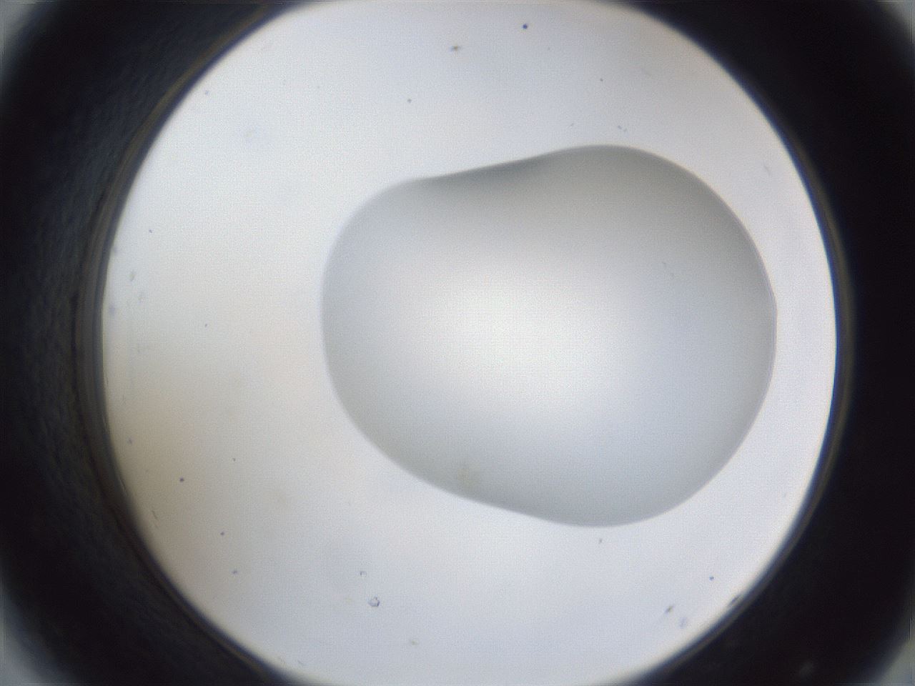 folderID28_plateID1028_batchID1980_wellNum44_profileID1_d2_r44027_ef.jpg