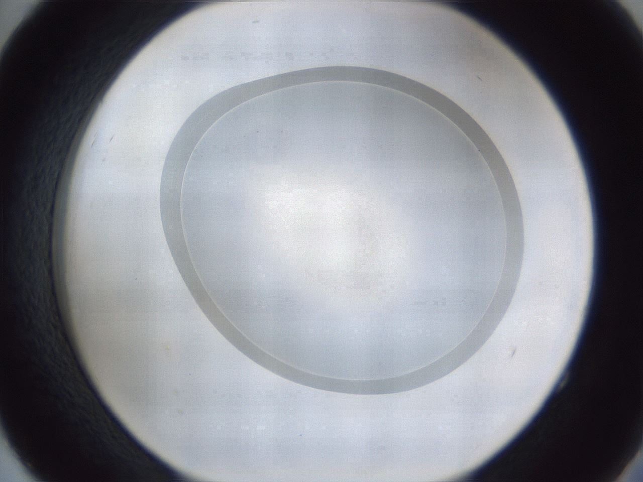 folderID28_plateID1028_batchID1980_wellNum52_profileID1_d2_r44043_ef.jpg
