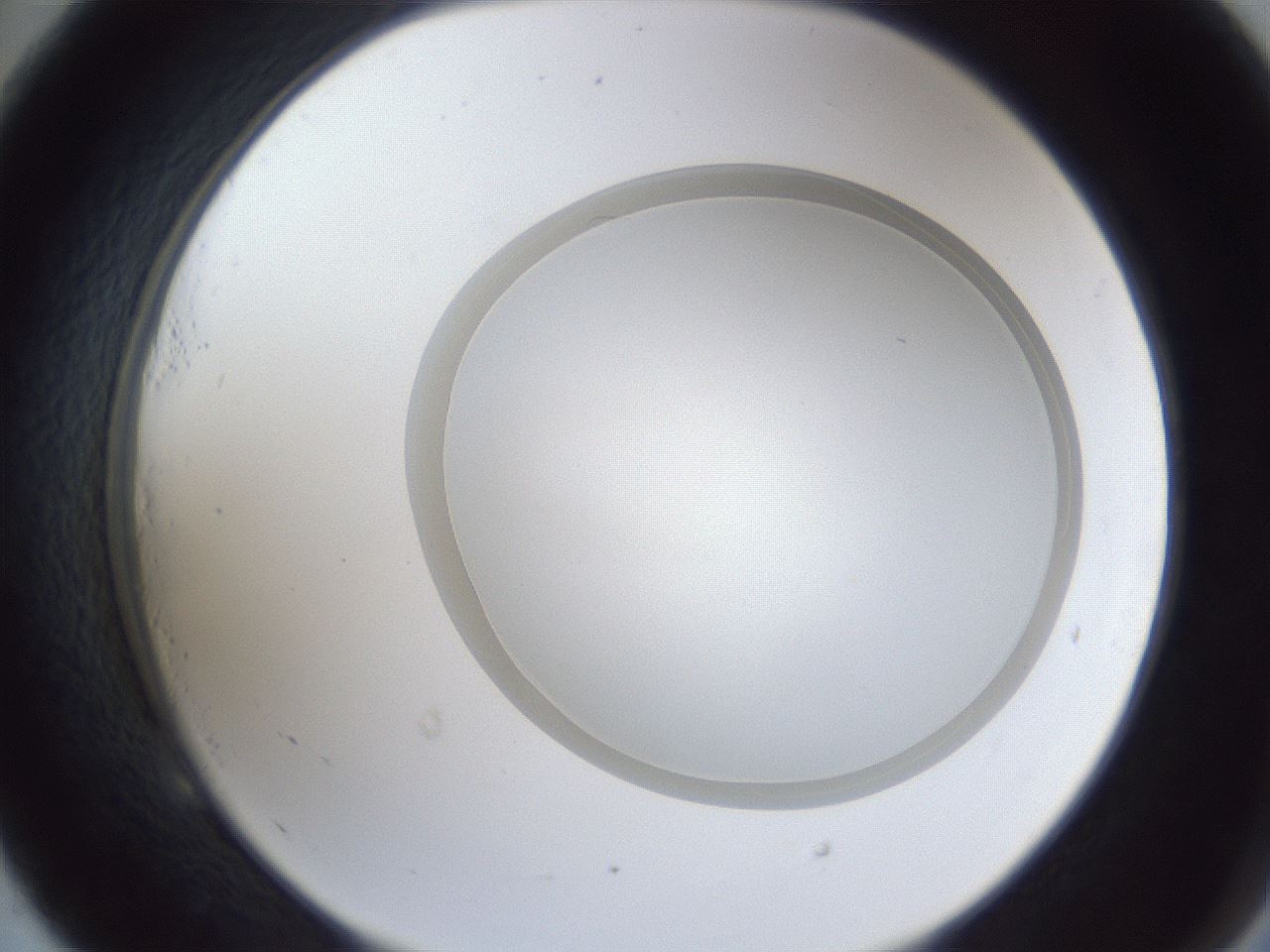 folderID28_plateID1028_batchID1980_wellNum53_profileID1_d2_r44045_ef.jpg