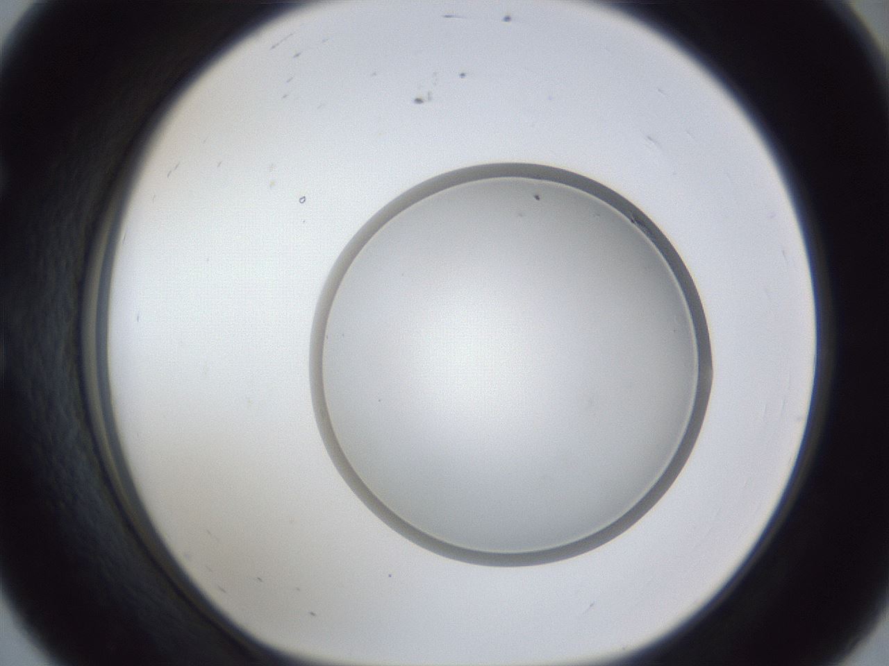 folderID28_plateID1028_batchID1980_wellNum56_profileID1_d1_r44050_ef.jpg