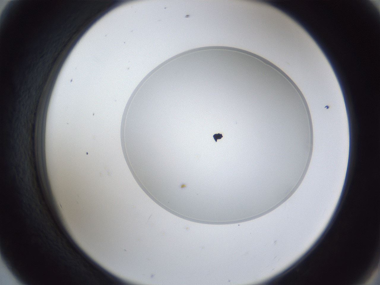 folderID28_plateID1028_batchID1980_wellNum56_profileID1_d2_r44051_ef.jpg