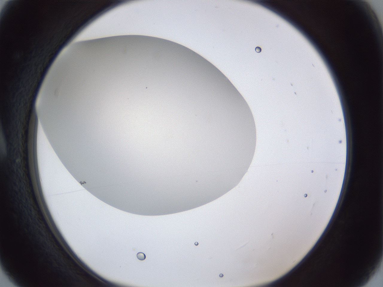 folderID28_plateID1028_batchID1980_wellNum5_profileID1_d1_r43948_ef.jpg