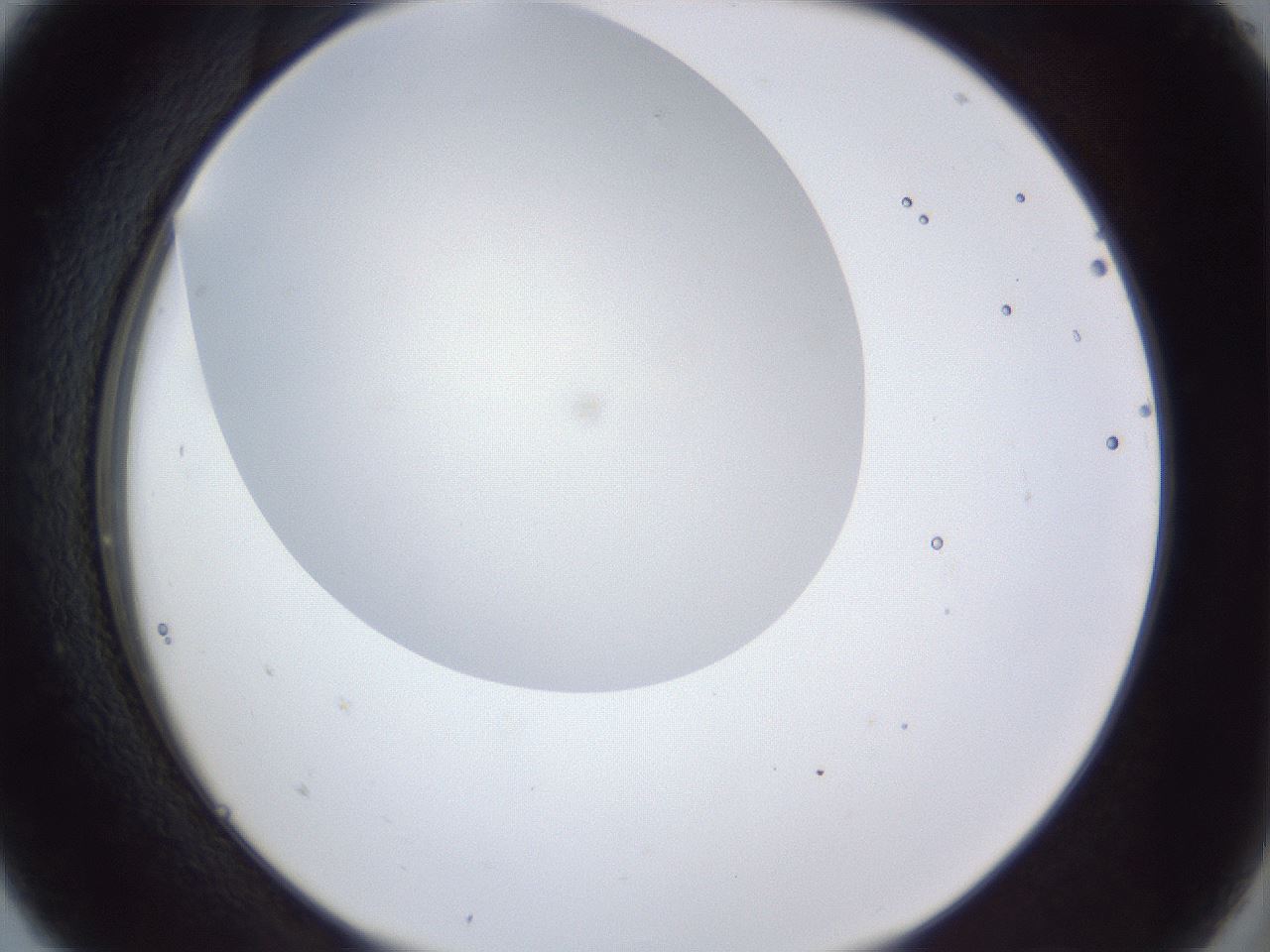 folderID28_plateID1028_batchID1980_wellNum5_profileID1_d2_r43949_ef.jpg